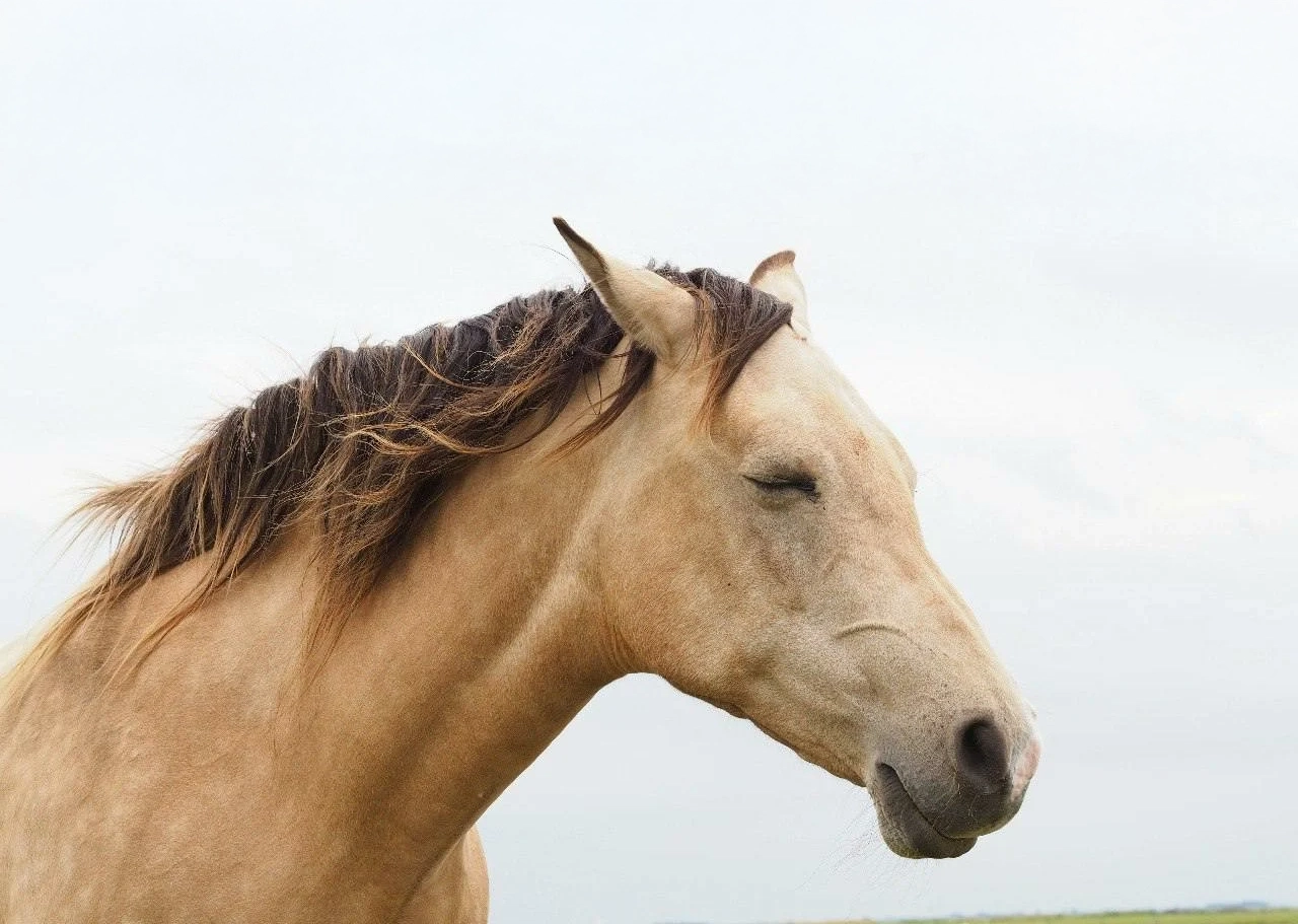 Emeline Colmant Massage Equin Cataplasme d argile