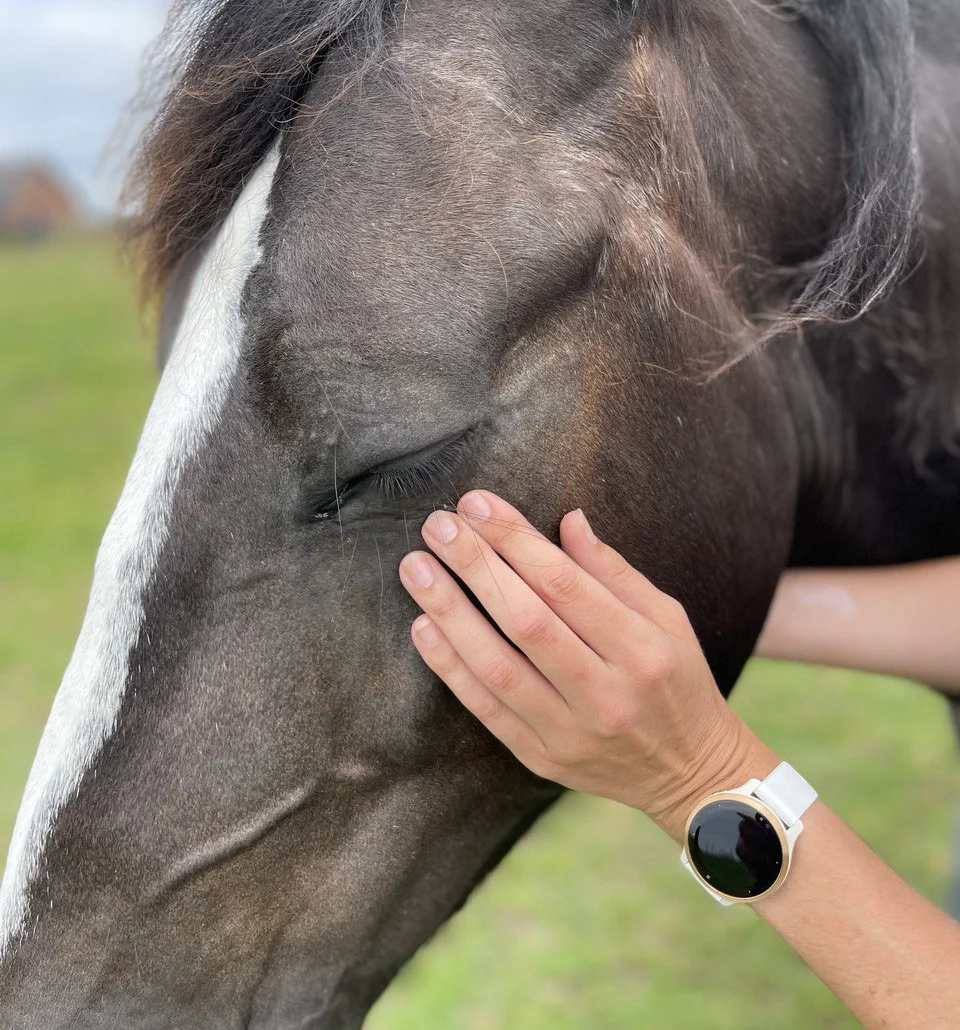 Emeline Colmant Massage Equin Massage de recuperation 2